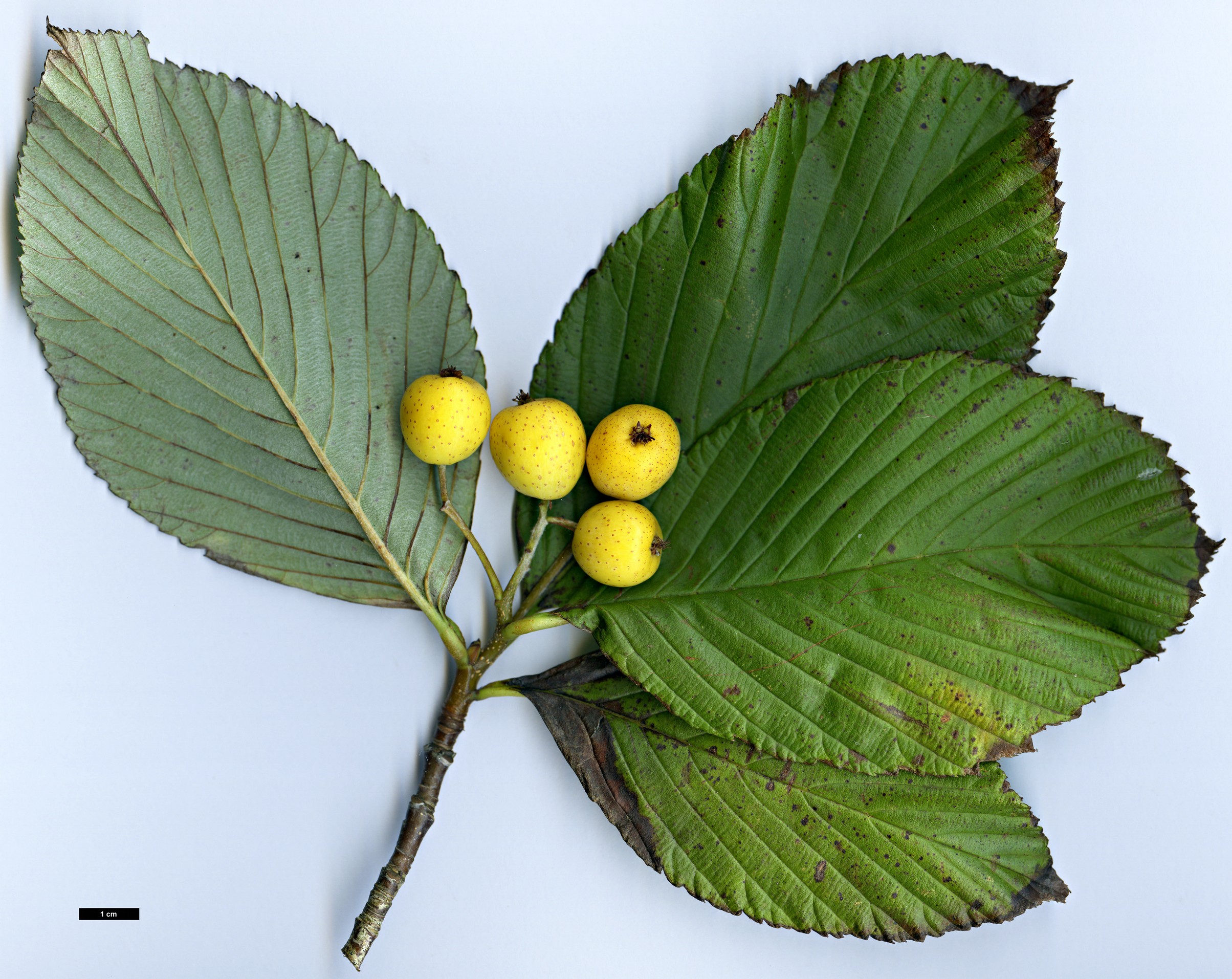 High resolution image: Family: Rosaceae - Genus: Sorbus - Taxon: karchungii